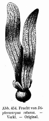Hollong gurjuntree Hollong gurjuntree