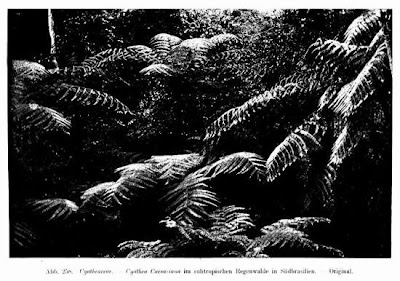 Cyathea caesariana