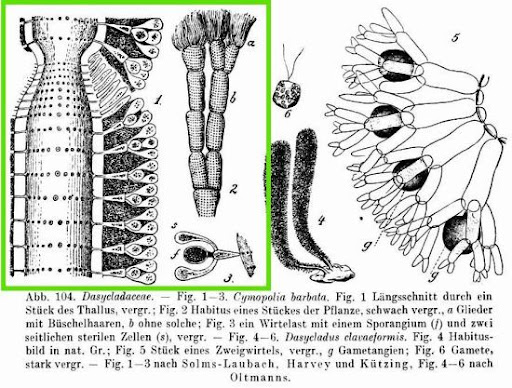Cymopolia Barbata