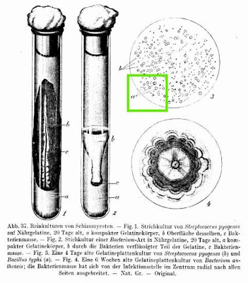 Bacillus typhi
