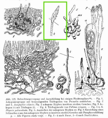 Jelly lichen