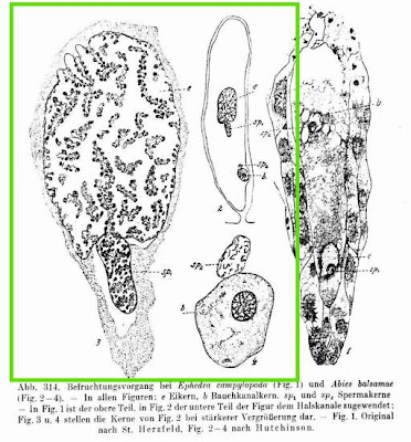 Abies balsamae