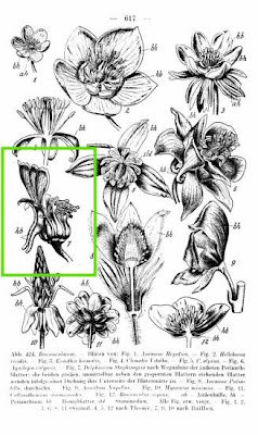 Delphinium staphisagria L.
