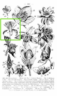 Clematis vitalba L.