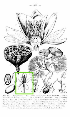 Cabomba aquatica