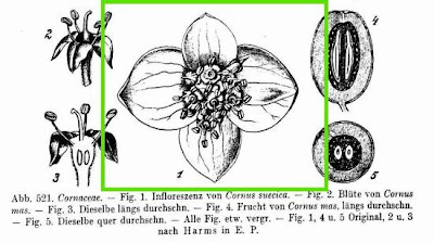 Dwarf cornel