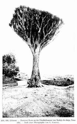 Dracaena draco,
dracena,
Dragon Tree,
dragontree,
sangue-de-drag&atilde;o