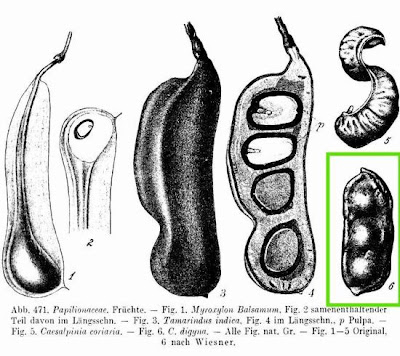 Caesalpinia digyna,
teri-pod