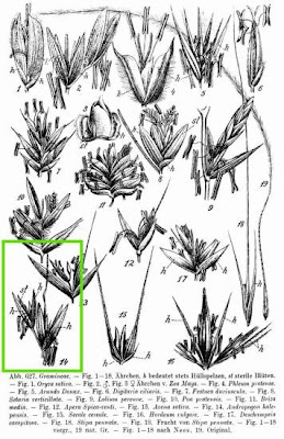Andropogon halepensis