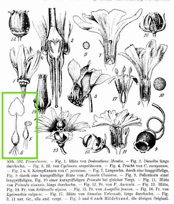 Florist's cyclamen