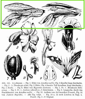 Acanthus mollis L.