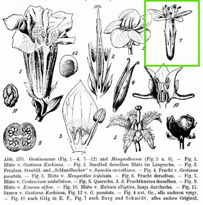 European centaury European centaury