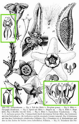 Asclepias syriaca L.