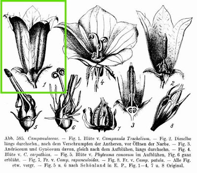 Campanula trachelium L.