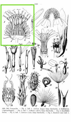 Arctium lappa L.