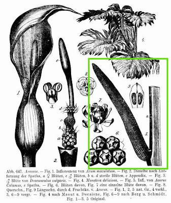 Acorus calamus L.