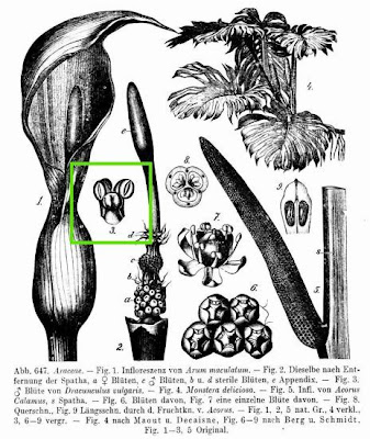 E.serpentaria