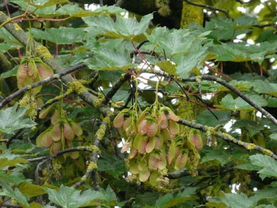 Acer pseudoplatanus L.