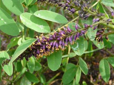 False indigo-bush