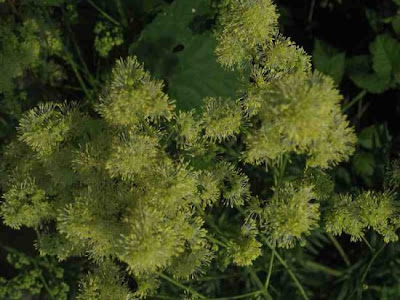 Thalictrum lucidum L.
