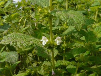 Citronella Citronella