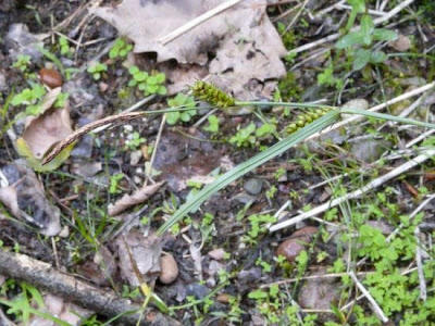 Carex distans L.