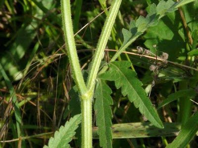 Cerefólio-de-cerca Cerefólio-de-cerca