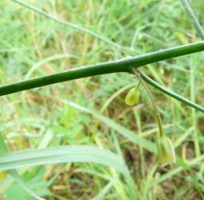 Asparagus,
asparagus Asparagus,
asparagus