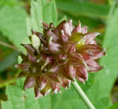 Field garlic