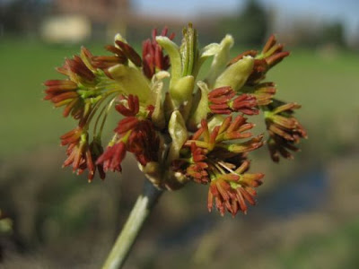 Acer negundo L.