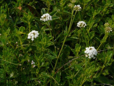 Dorycnium herbaceum,
,
Trifoglino legnoso