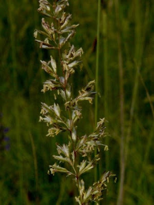 Koeleria cristata,
,
Pal&Uacute;o steppico