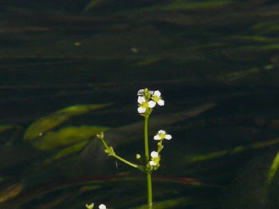 Lanceleaf water plantain