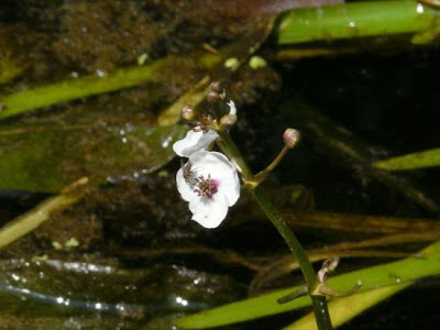 Flecha de agua