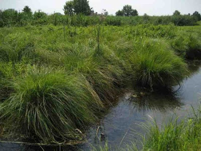 Carex elata All.
