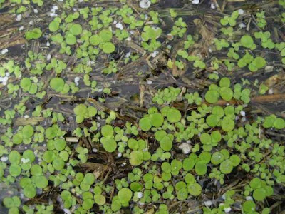 Lemna minor L.