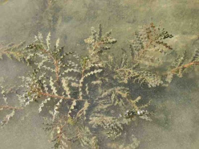 Brasca increspata Brasca increspata