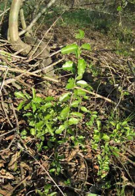 Common chinese privet Common chinese privet