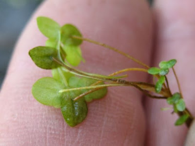 Fat duckweed
