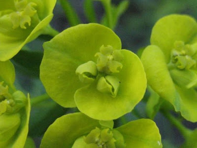 Leafy spurge Leafy spurge