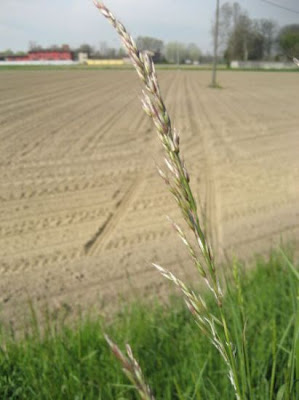 Tall oatgrass