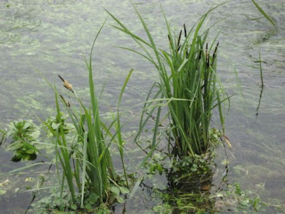 Carex acutiformis Ehrh.