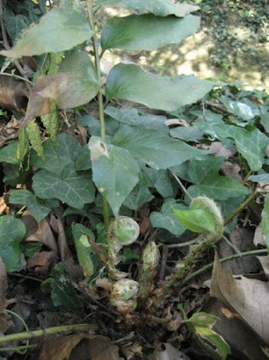 Japanese holly fern