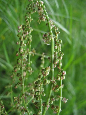 Azedas Azedas