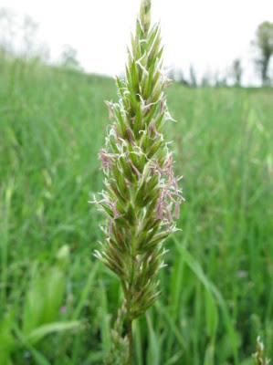 Vernal Grass