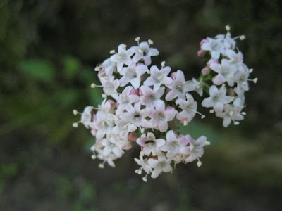 Valeriana dioica,
marsh valerian,
marsh valeriana,
Valeriana palustre,
woods valerian