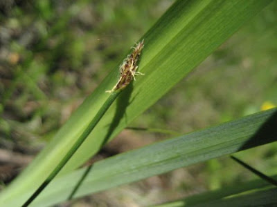 Eleocharis palustris (L.) R. et S.