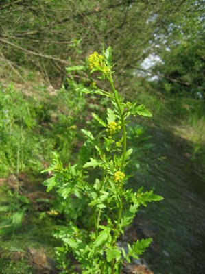 Fernald's yellowcress