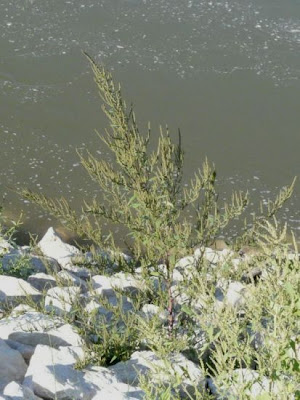 Tall waterhemp