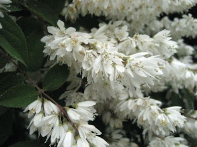 Fuzzy pride-of-Rochester